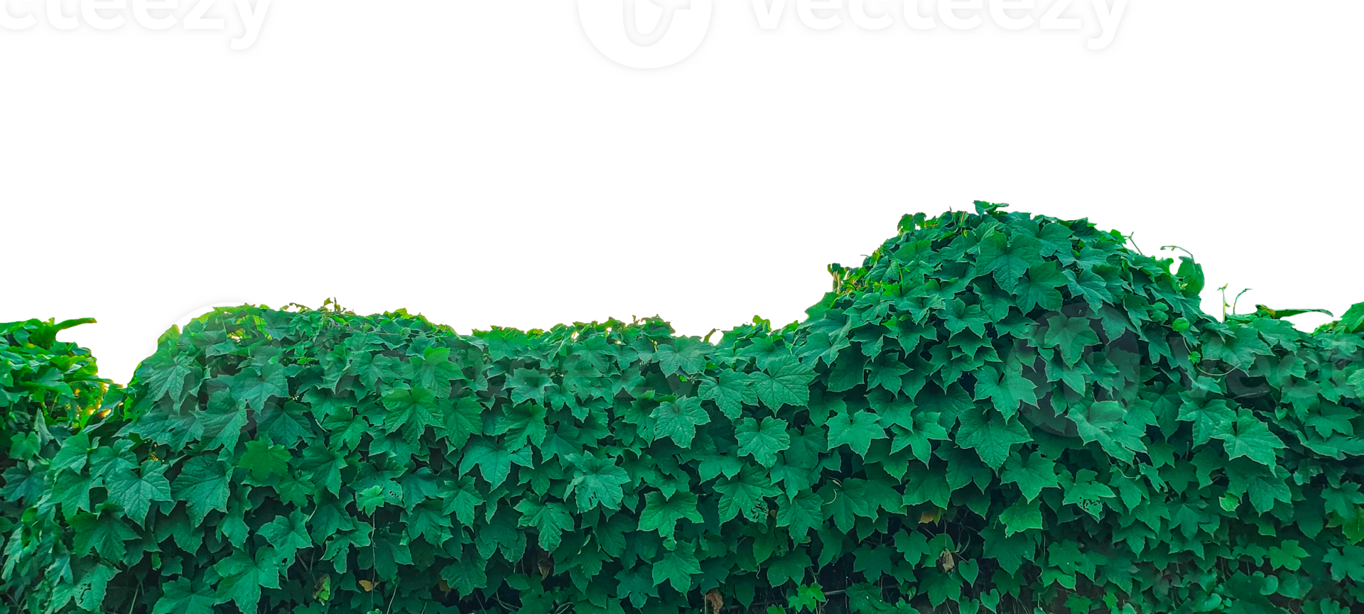 green ivy plant on transparent background, green grass texture, green moss on a wall, a plant bush with leaves on it , a green plant growing on a tree, a hanging green vine png