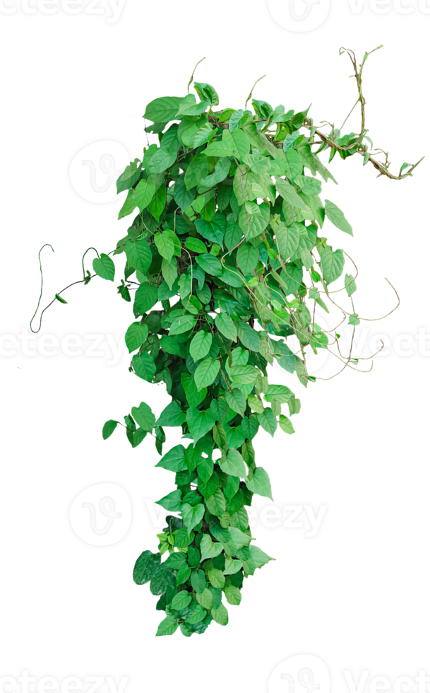 a hanging green vine with leaves isolated on background, a ivy vine with green leaves on a background png