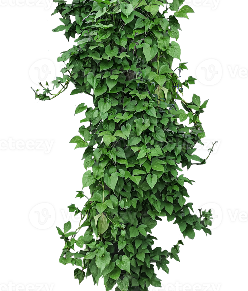 a green plant growing on a tree, green ivy leaves frame on a background, a hanging green vine with leaves isolated on background, a ivy vine with green png