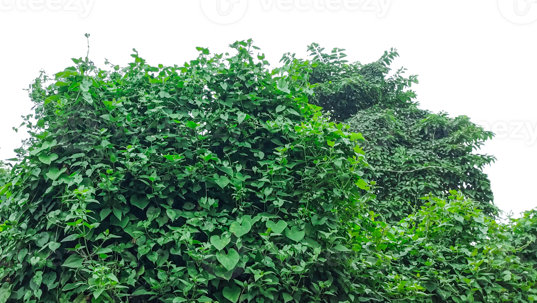 green grass texture, green moss on a wall, a plant bush with leaves on it , a green plant growing on a tree, a hanging green vine with leaves isolated on background, png