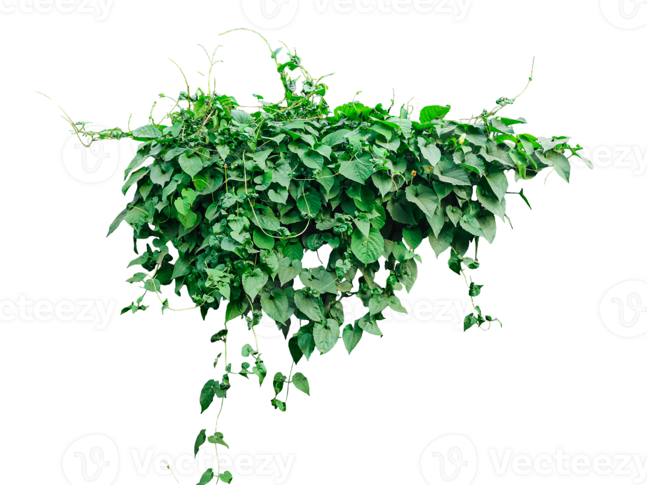 a plant hanging from a tree, a plant with green vine leaves bush on a transplant background, green ivy leaves frame on a background, a hanging green vine with leaves isolated png