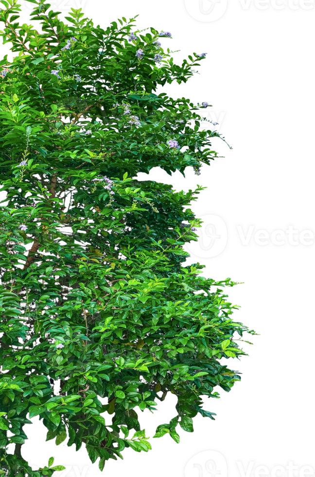 a tree with green leaves on a transparent background, two trees with green leaves and flowers on them, green grass border, green grass border, green ivy frame with green space for frame png