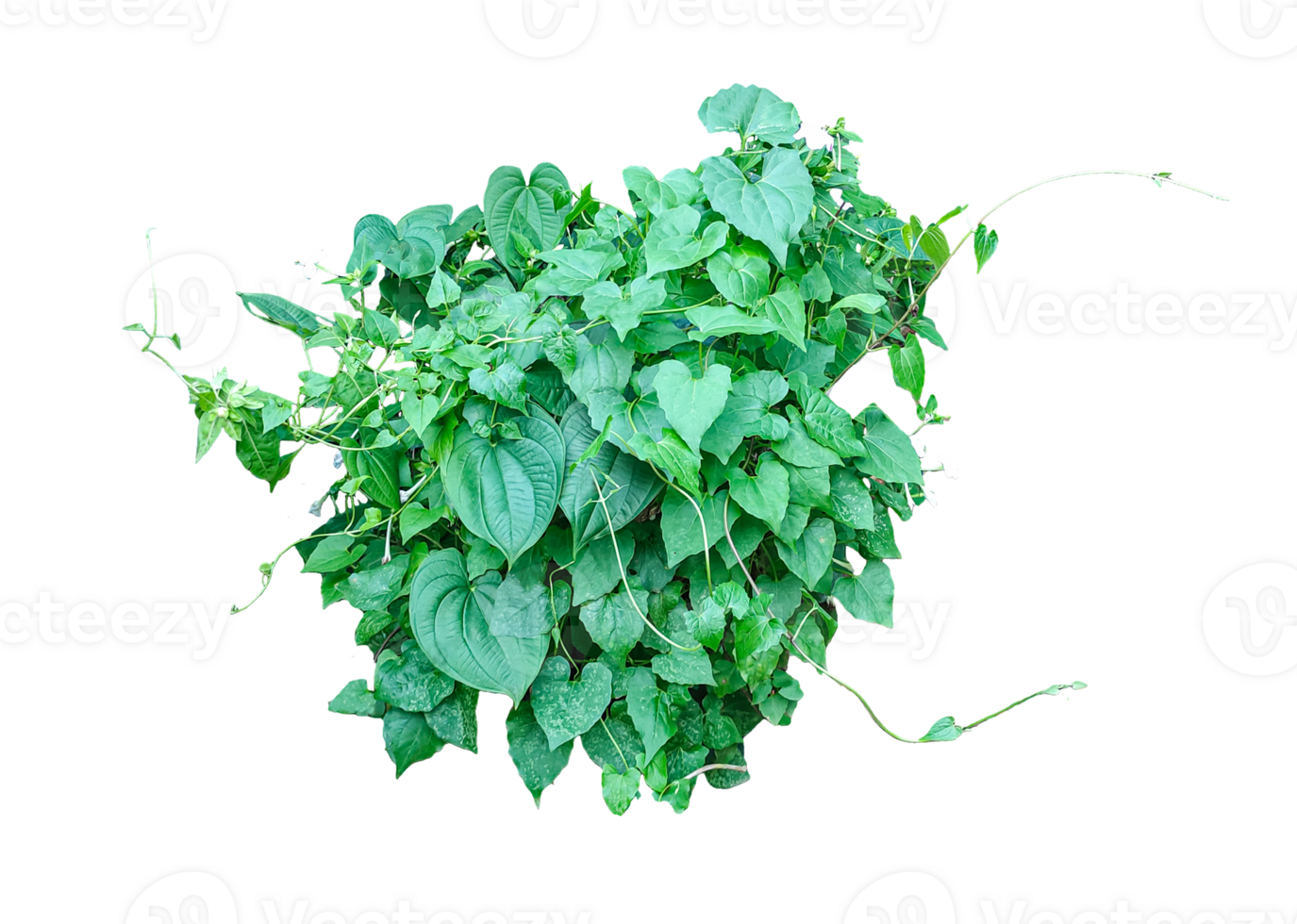 a plant with green vine leaves bush on a transplant background, green ivy leaves frame on a background, a hanging green vine with leaves isolated on background, a ivy vine png
