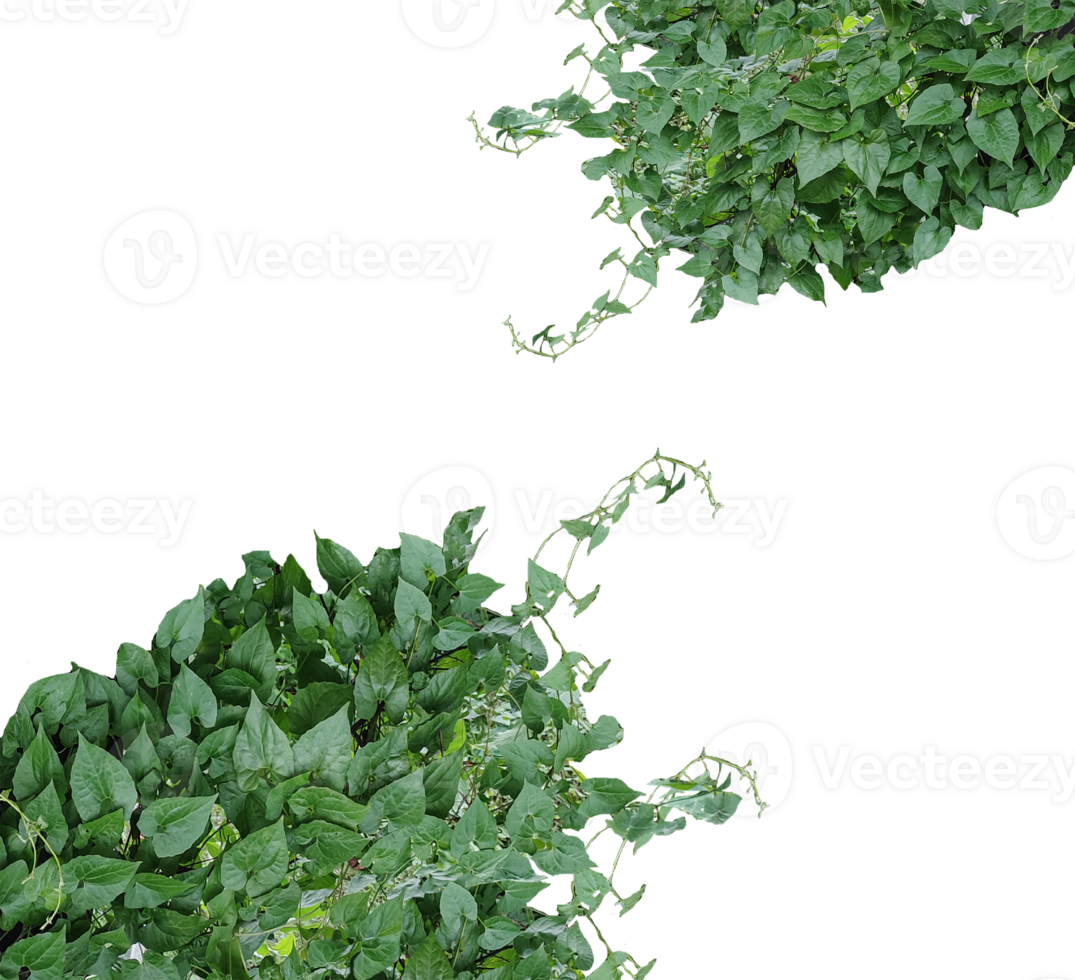 green ivy leaves frame on a background, a hanging green vine with leaves isolated on background, a ivy vine with green leaves on a background, green leaves isolated, png