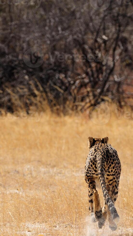 A cheetah running across a dry field photo