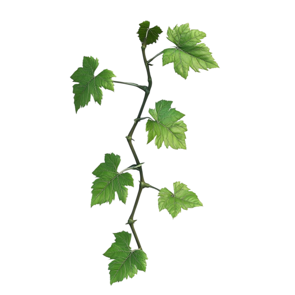 Lush Green Vine Adorned With Vibrant Leaves, Showcasing Nature's Beauty And Vitality png