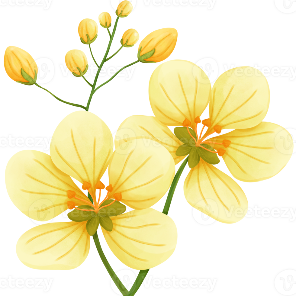 yellow flower painting png