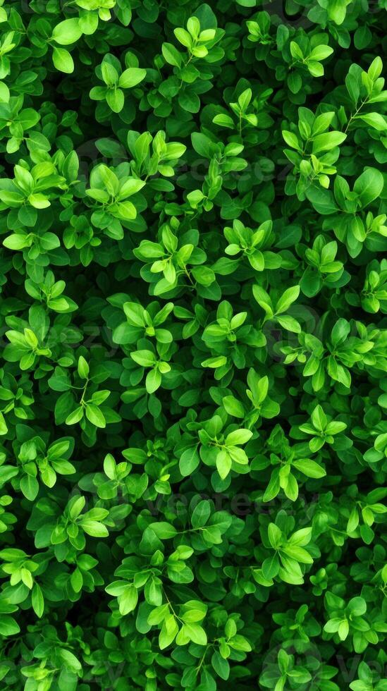 Vibrant green leaves create a lush and refreshing background full of life. photo