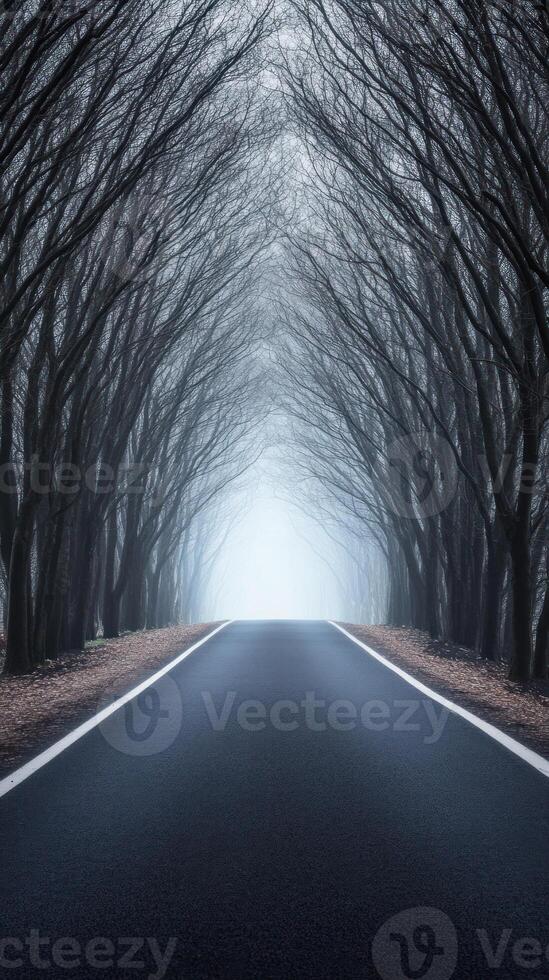 A misty road lined with trees, creating a serene and mysterious atmosphere. photo
