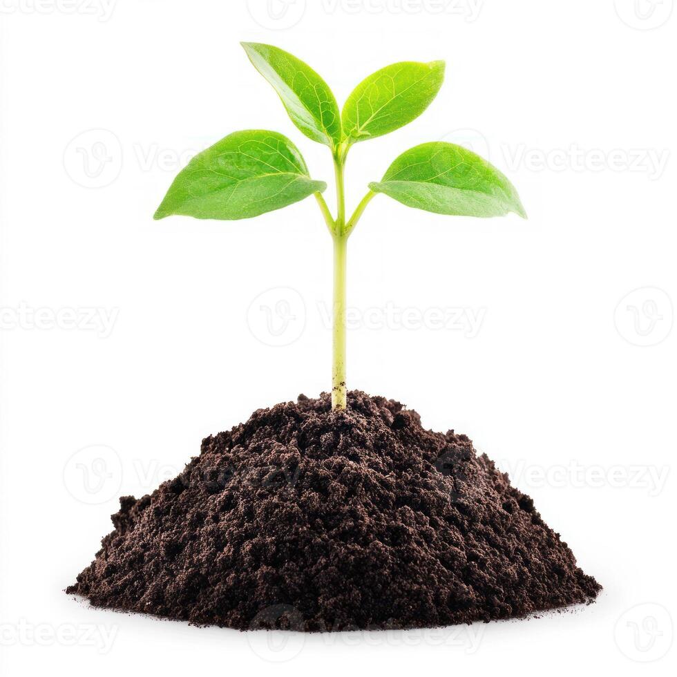 A young plant sprouting from rich, dark soil symbolizing growth. isolated on white background. photo