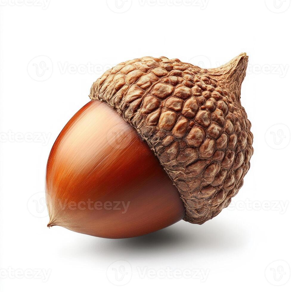 Forest acorn isolated on white background photo