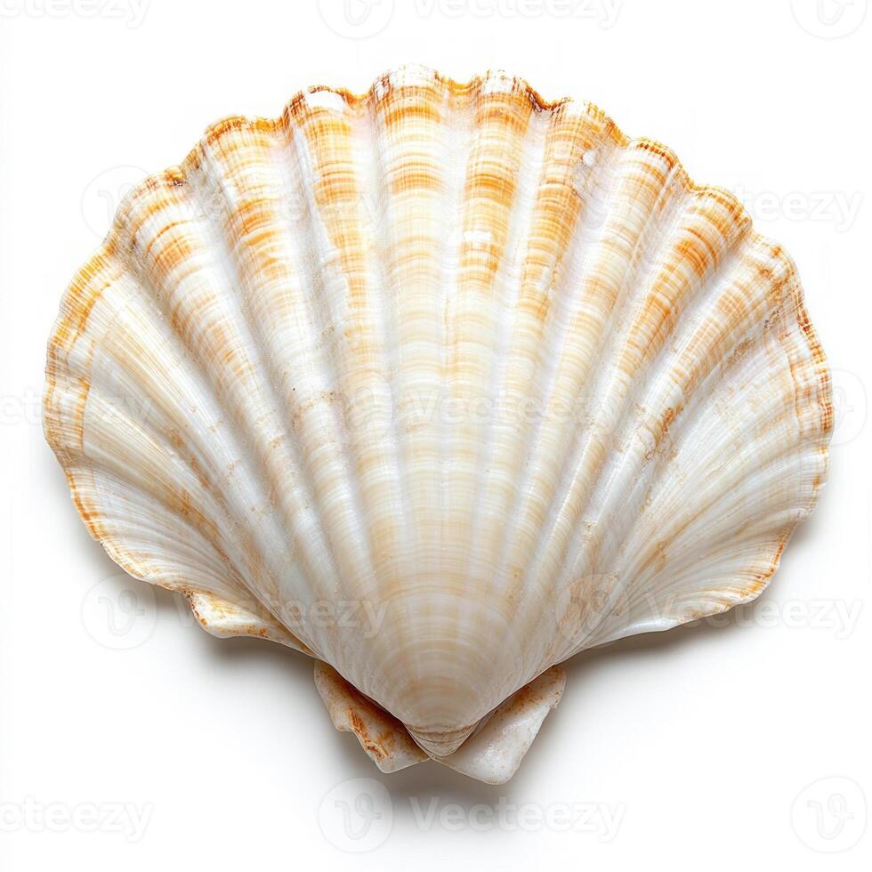 Decorative shell isolated on white background photo