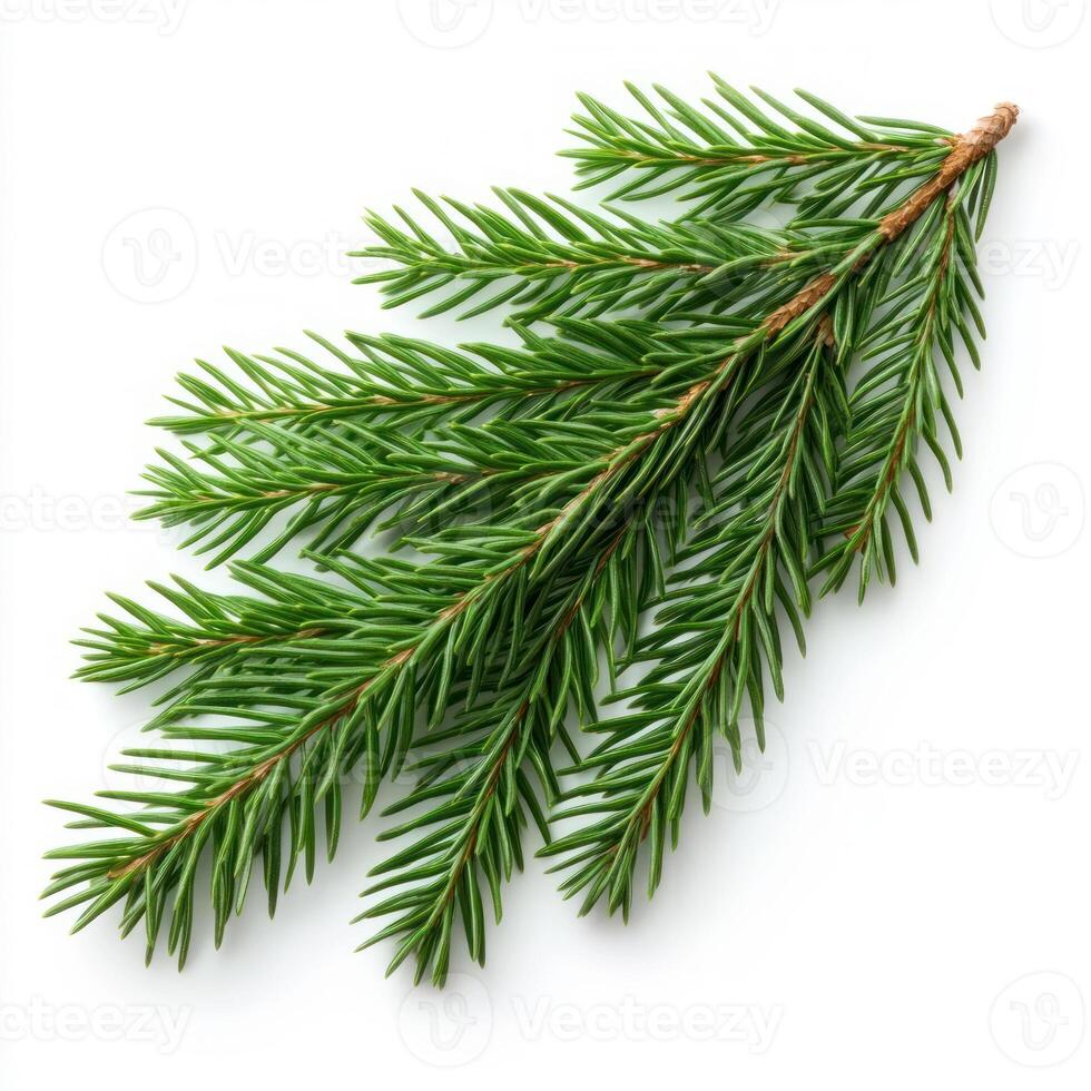 Pine branch isolated on white background photo