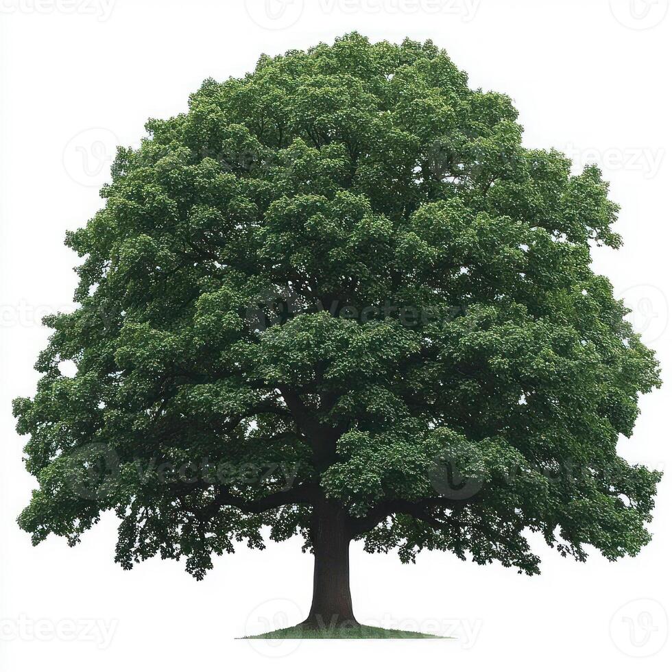 Forest tree isolated on white background photo