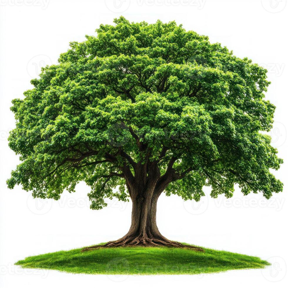 Forest tree isolated on white background photo