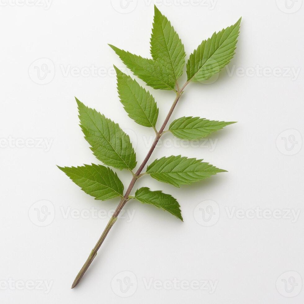 A vibrant green leaf branch showcasing nature's beauty. isolated on white background. photo