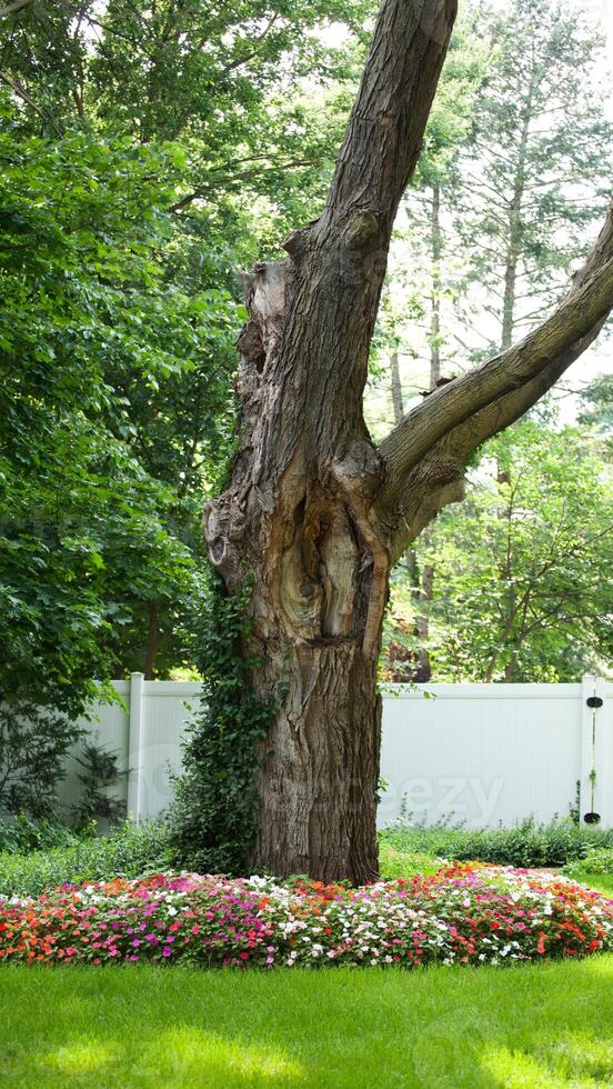 A large tree with a large trunk photo