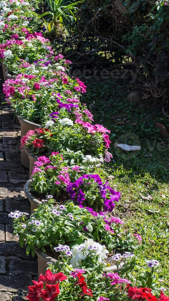 A row of flower pots photo