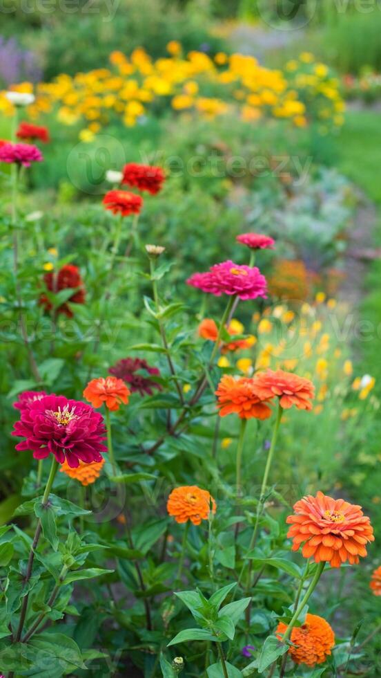Colorful flowers in a garden photo
