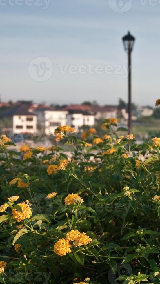 Yellow flowers in front of a street lamp photo