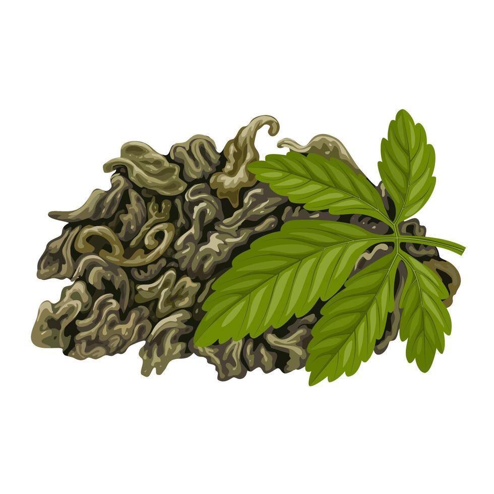 Illustration of jiaogulan tea, from the plant scientific name Gynostemma pentaphyllum, isolated on white background. vector