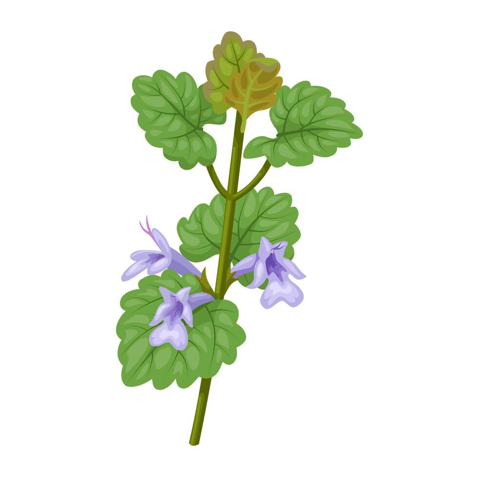 Illustration of gundermann plant, scientific name Glechoma hederacea, isolated on white background. vector