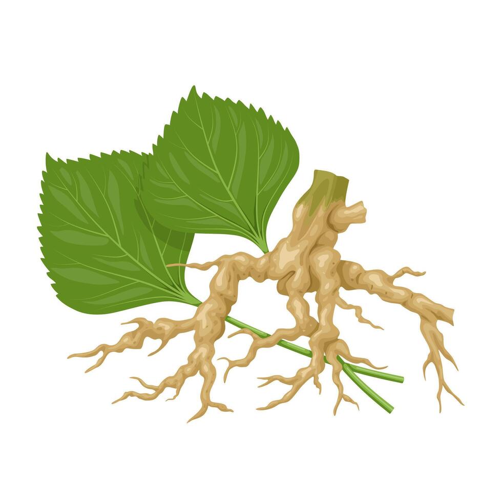 Illustration of catnip roots and leaves, scientific name Indian Acalypha, isolated on a white background. vector