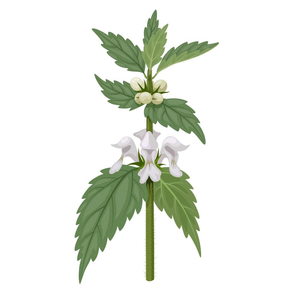 Illustration of Lamium album, commonly called white dead-nettle, isolated on white background. vector