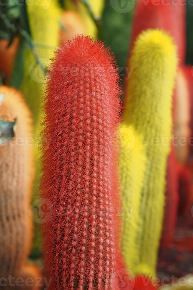 Colorful Cacti Display A Collection of Vibrant and Uniquely Shaped Succulent Plants photo
