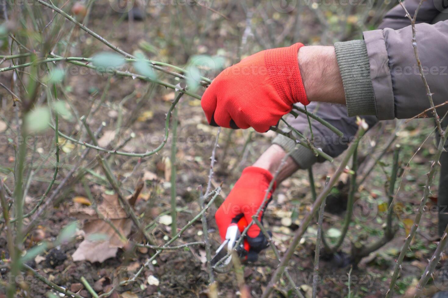The Art of Gardening Pruning Plants Respectfully while Wearing Gloves during Autumn Season photo
