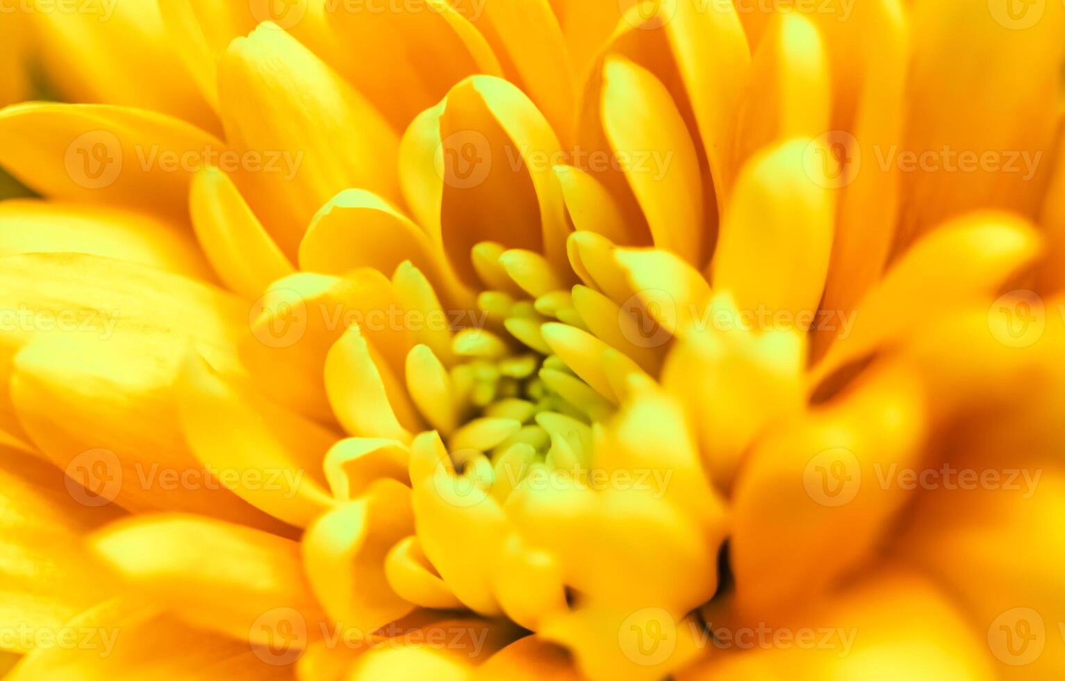 Abstract floral background, yellow chrysanthemum flower. Macro flowers backdrop for holiday brand design photo