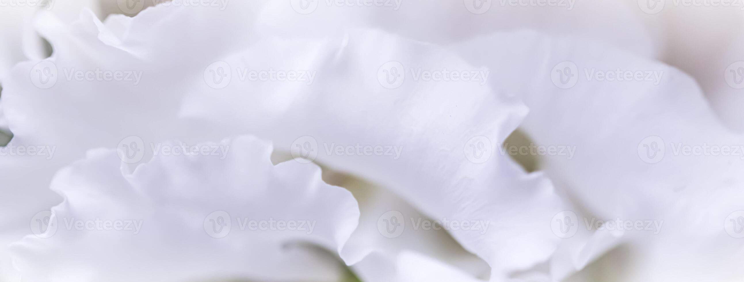 Abstract floral background, white rose flower petals. Macro flowers backdrop for holiday design. Soft focus photo