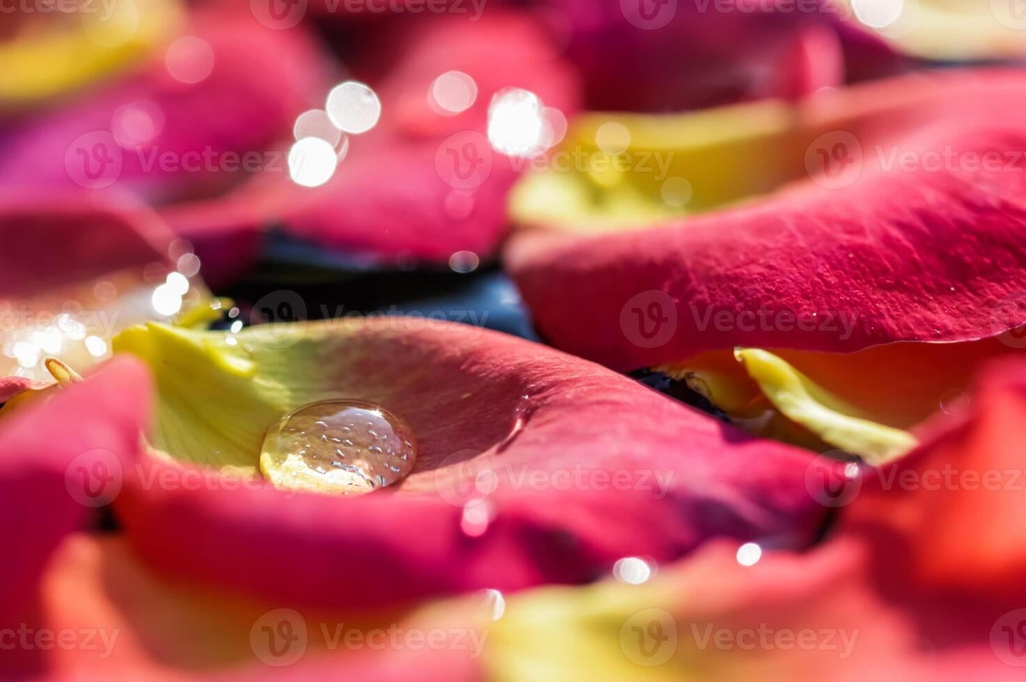 Red yellow rose petals with drops of water. Aromatherapy and spa concept. Blurred floral background photo