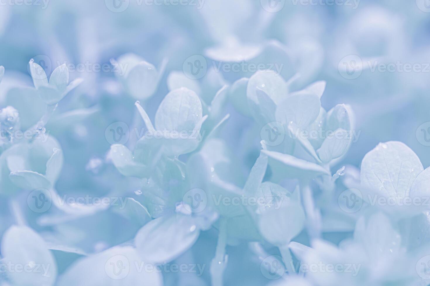 Background of white blue petals of Hydrangea or Hydrangea. Soft focus photo