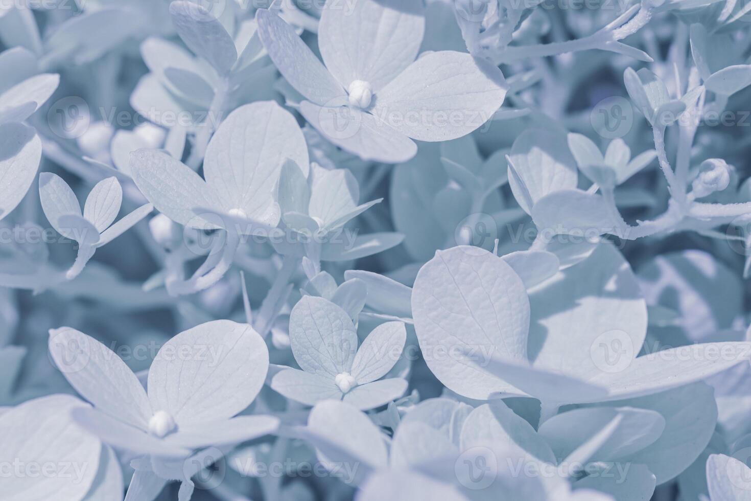 Background of white blue petals of Hydrangea or Hydrangea. Soft focus photo