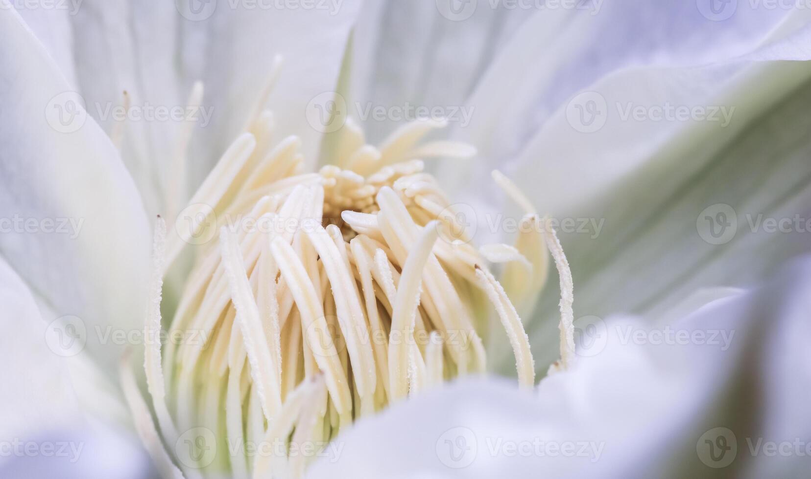 Soft focus, abstract floral background, white Clematis flower. Macro flowers backdrop for holiday brand design photo