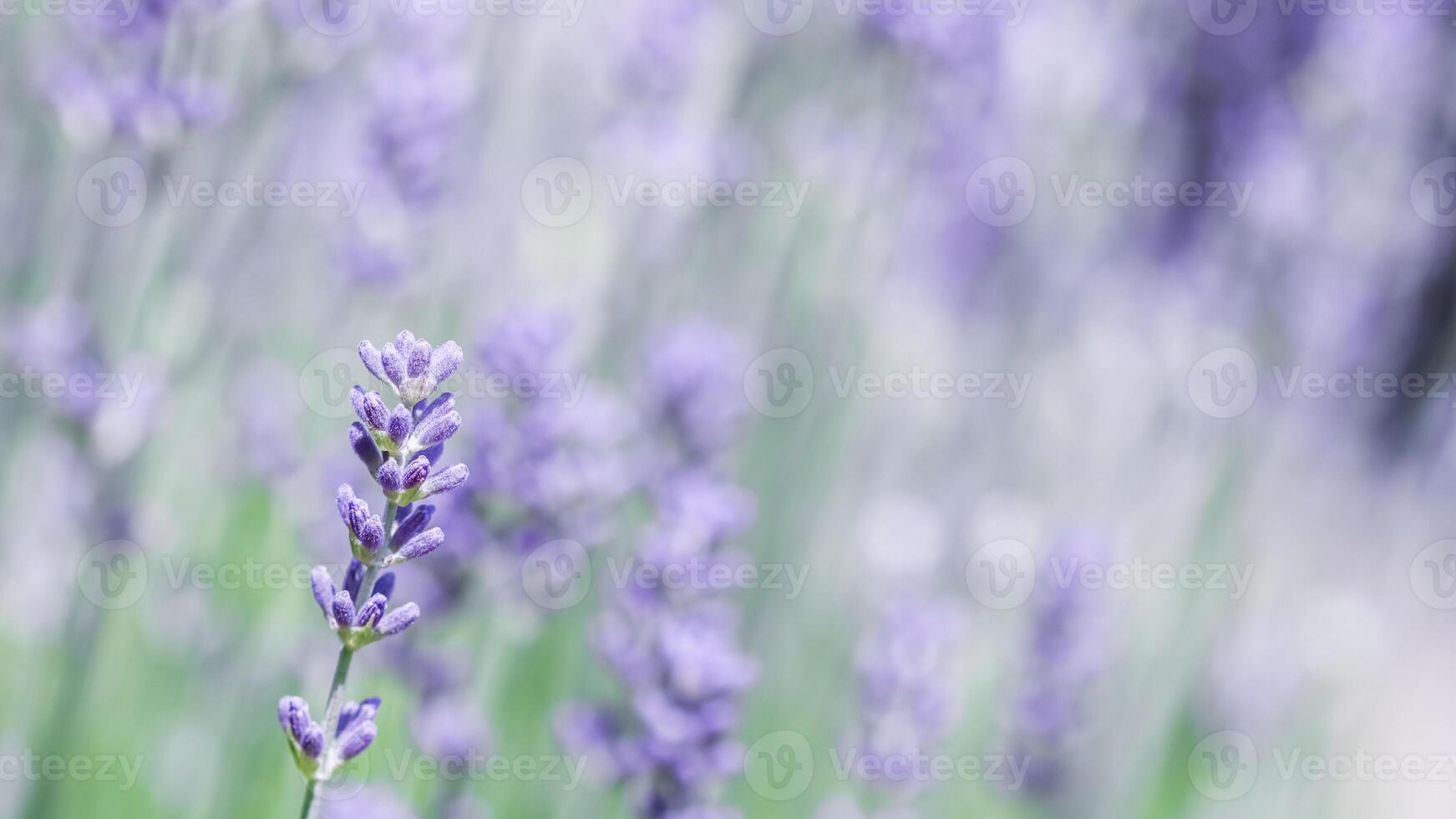 Soft focus on beautiful lavender flowers in summer garden photo