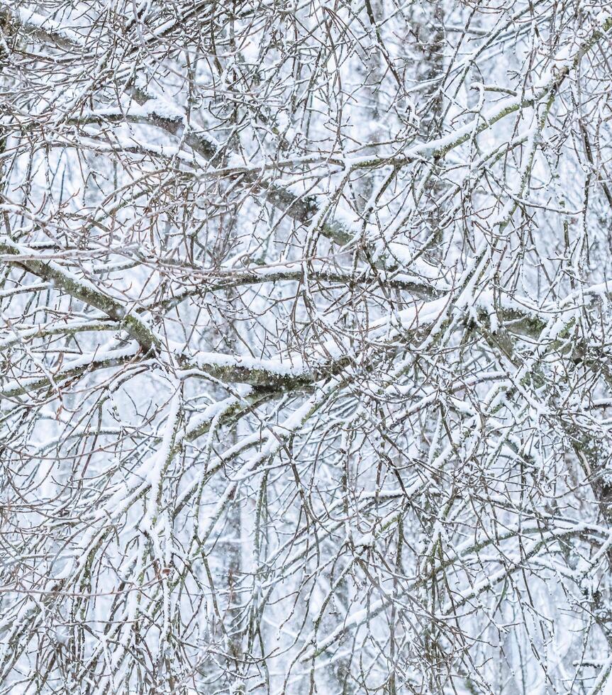 Fairytale fluffy snow-covered trees branches, nature scenery with white snow and cold weather. Snowfall in winter park photo