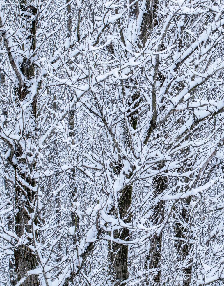 Fairytale fluffy snow-covered trees branches, nature scenery with white snow and cold weather. Snowfall in winter park photo