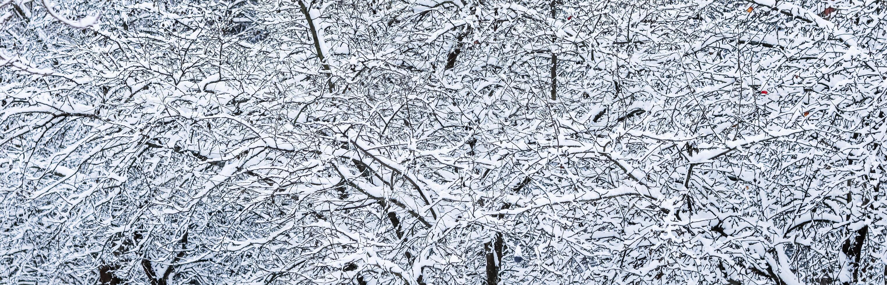 Fluffy snow-covered trees branches, nature scenery with white snow and cold weather. Snowfall in winter park photo