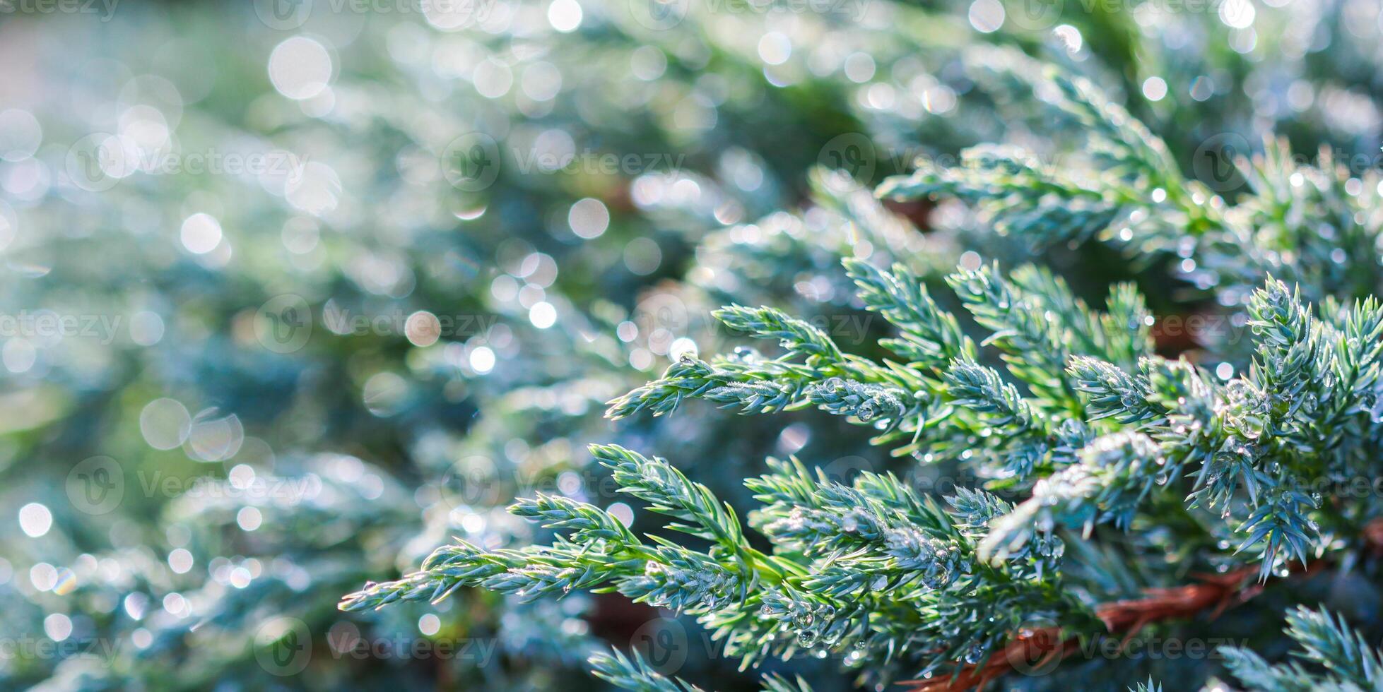Texture, background, pattern of evergreen juniper with rain drops. Bokeh with light reflection photo