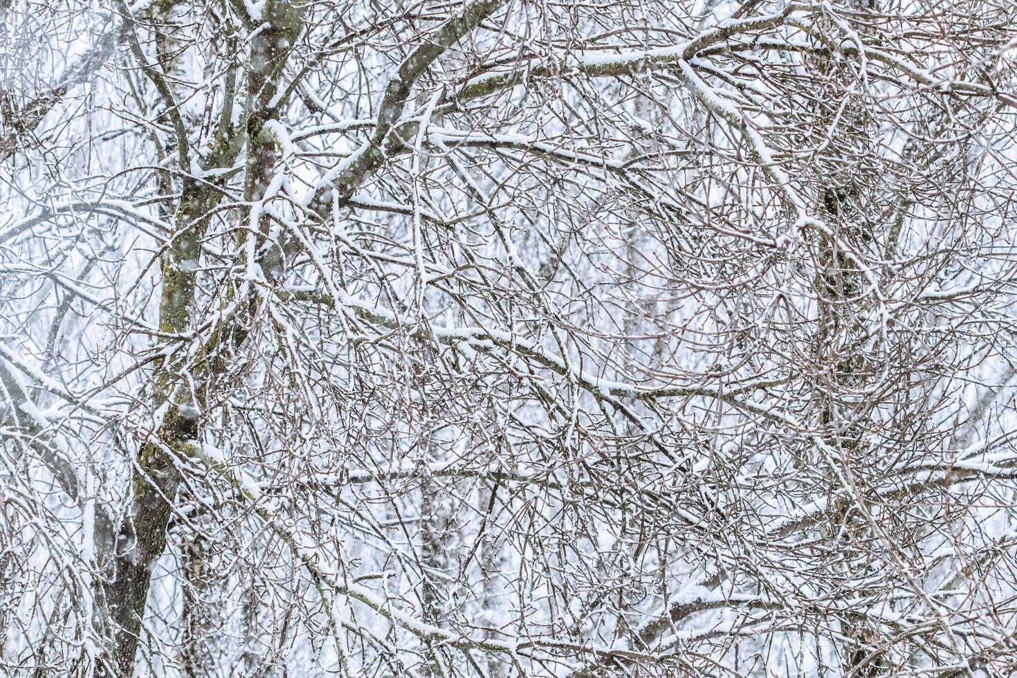 Fairytale fluffy snow-covered trees branches, nature scenery with white snow and cold weather. Snowfall in winter park photo