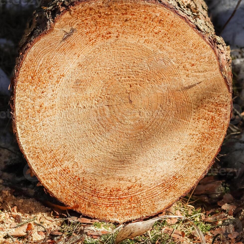 Close up of fresh cut tree trunk with drops of resin. photo