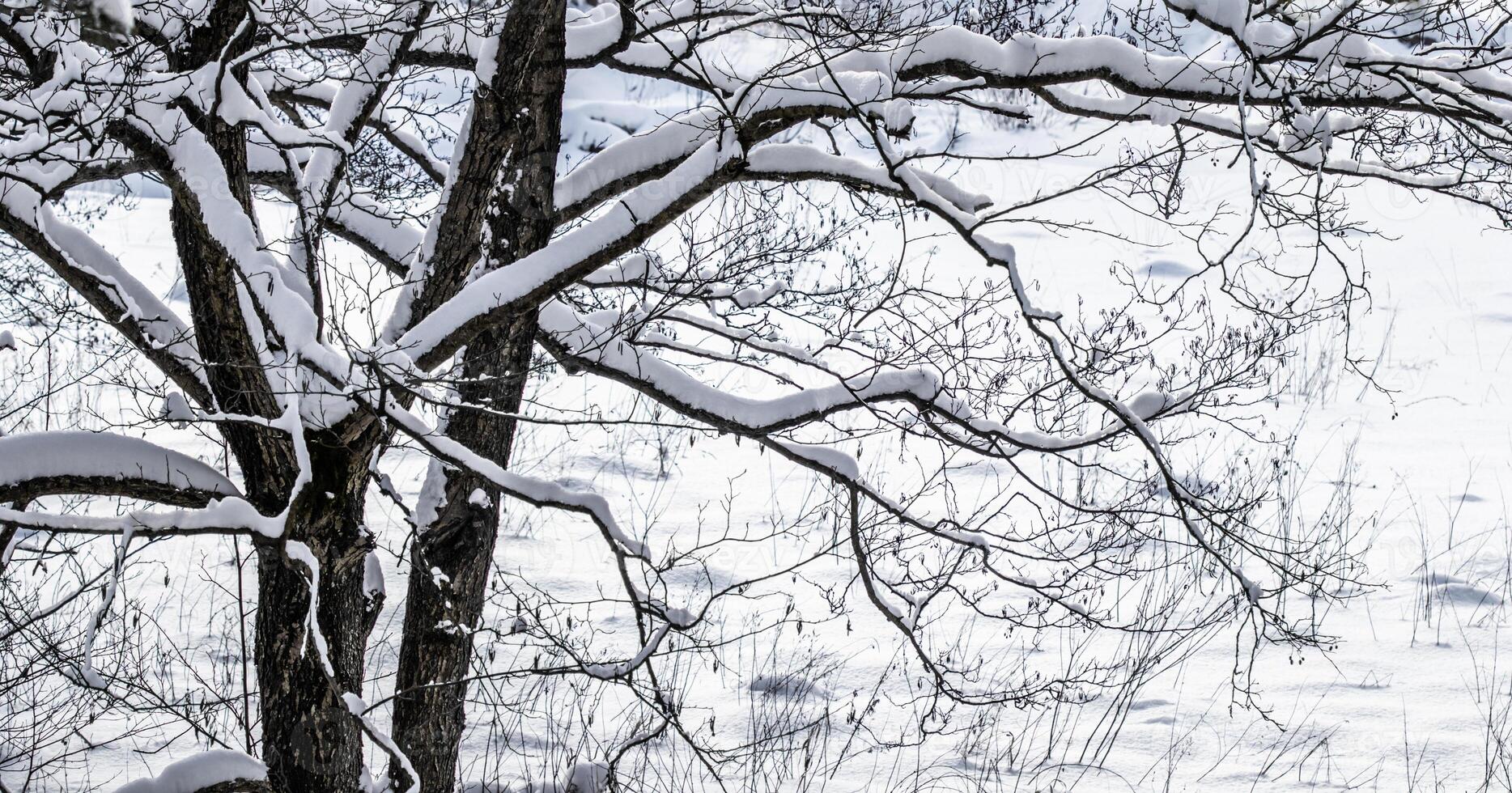 Snow-covered ground and tree branches, nature scenery with white snow and cold weather. Frosty and sunny photo