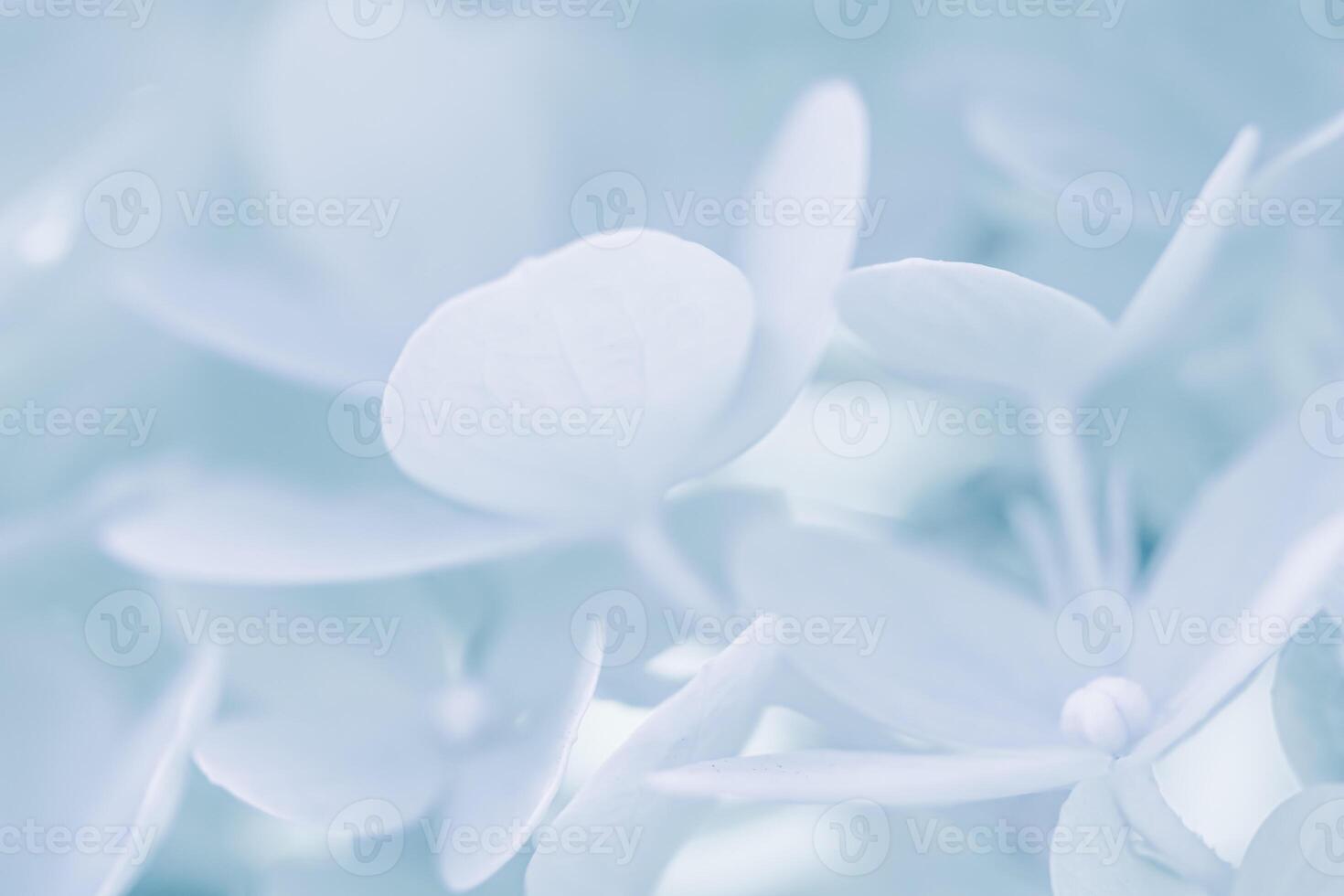 Background of white blue petals of Hydrangea or Hydrangea. Soft focus photo