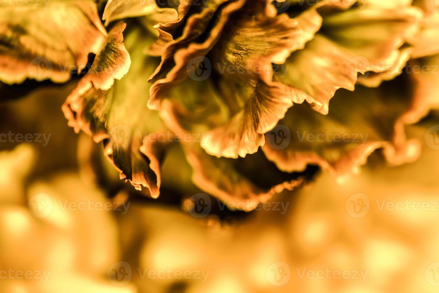 Abstract floral background, orange carnation flower. Macro flowers backdrop for holiday brand design photo