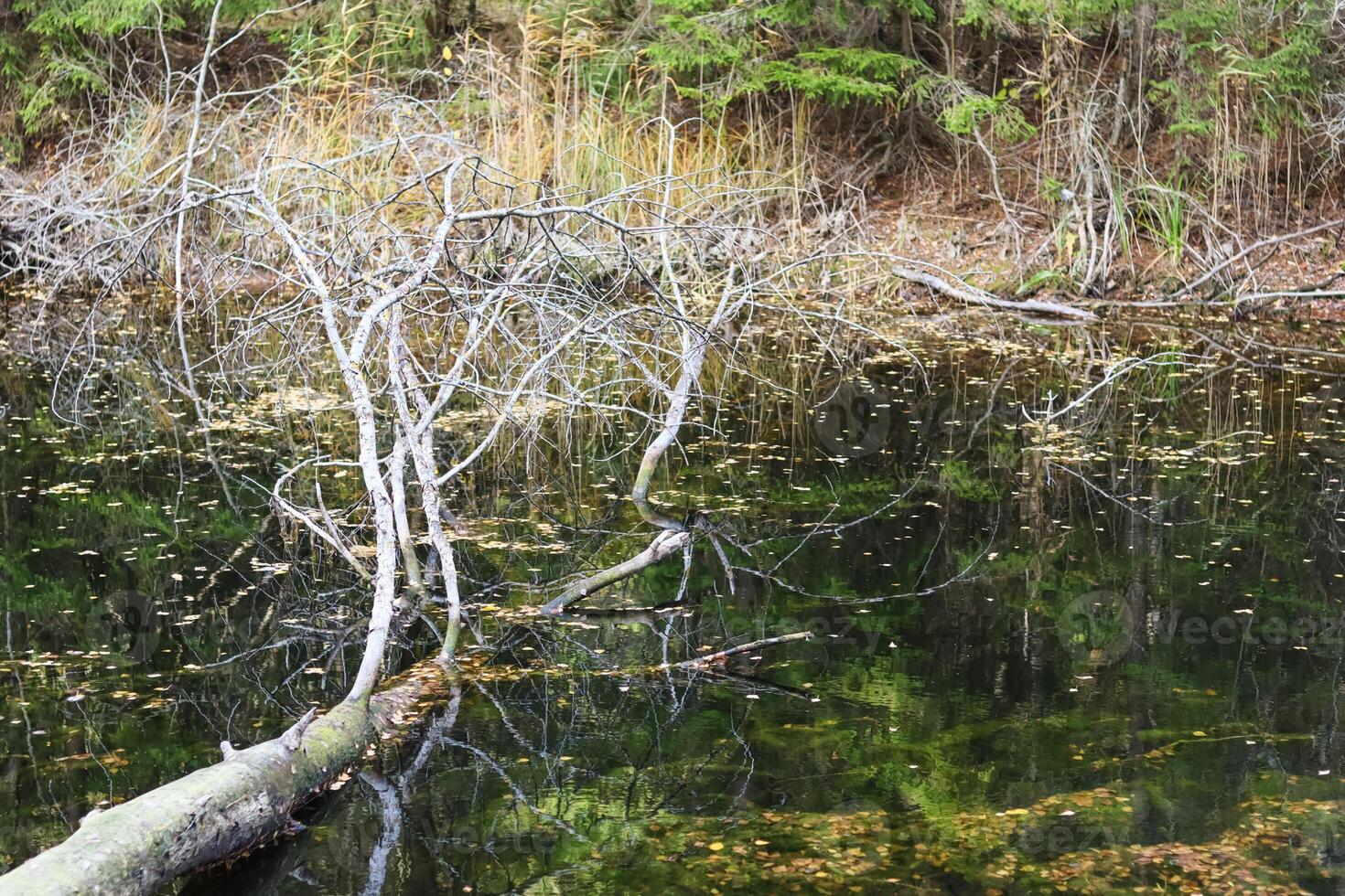 Autumn background. Fallen tree and yellow leaves in the lake. photo
