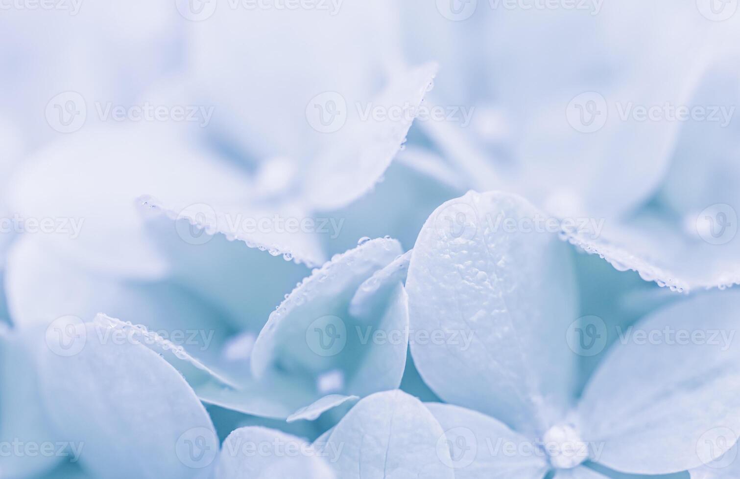 Background of white blue petals of Hydrangea or Hydrangea. Soft focus photo