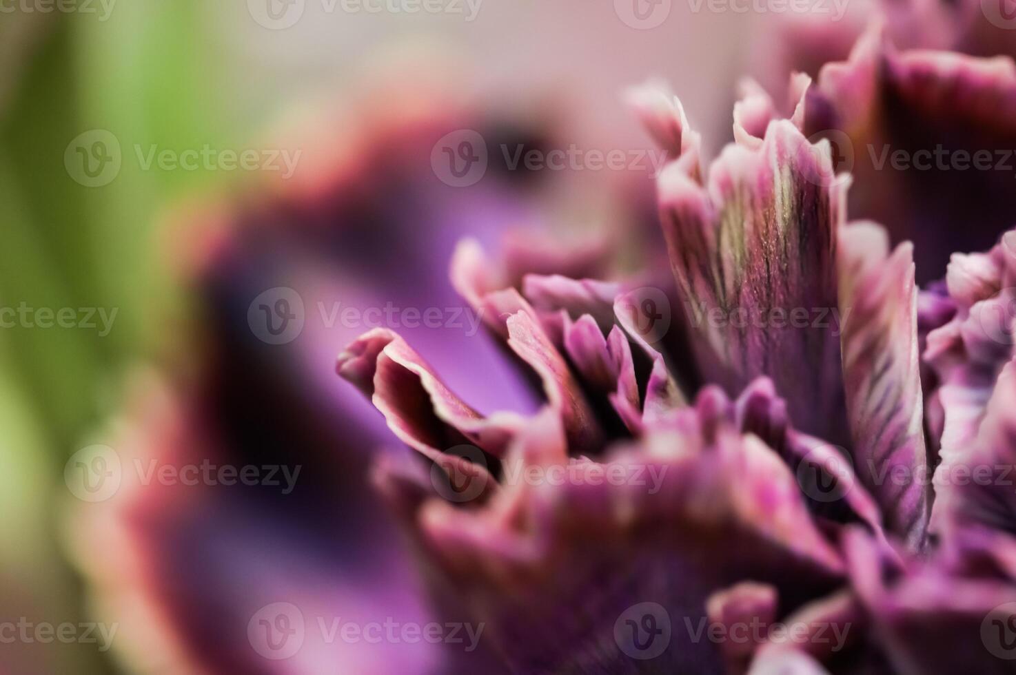 Abstract floral background, purple carnation flower. Macro flowers backdrop for holiday brand design photo