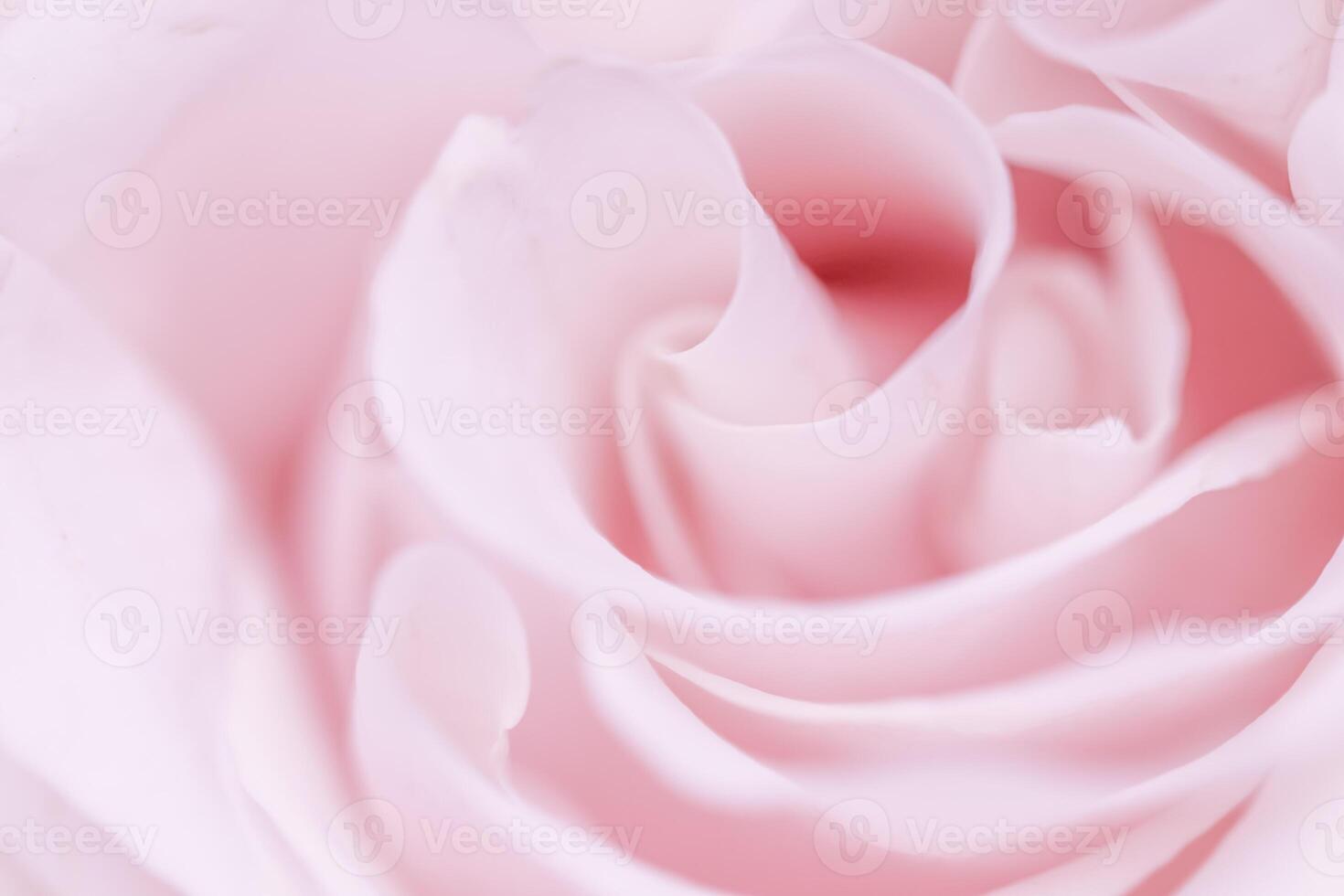 Pink pale rose flower petals, soft focus. Macro flowers backdrop photo